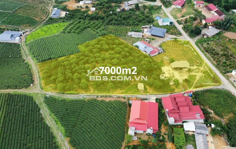  7.000M² ĐẤT ĐẸP MỘC CHÂU – LÝ TƯỞNG LÀM FARMSTAY, HOMESTAY NGHỈ DƯỠNG 